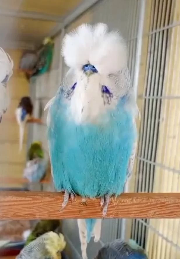 Show Jumbo Muhabbet Kuşları