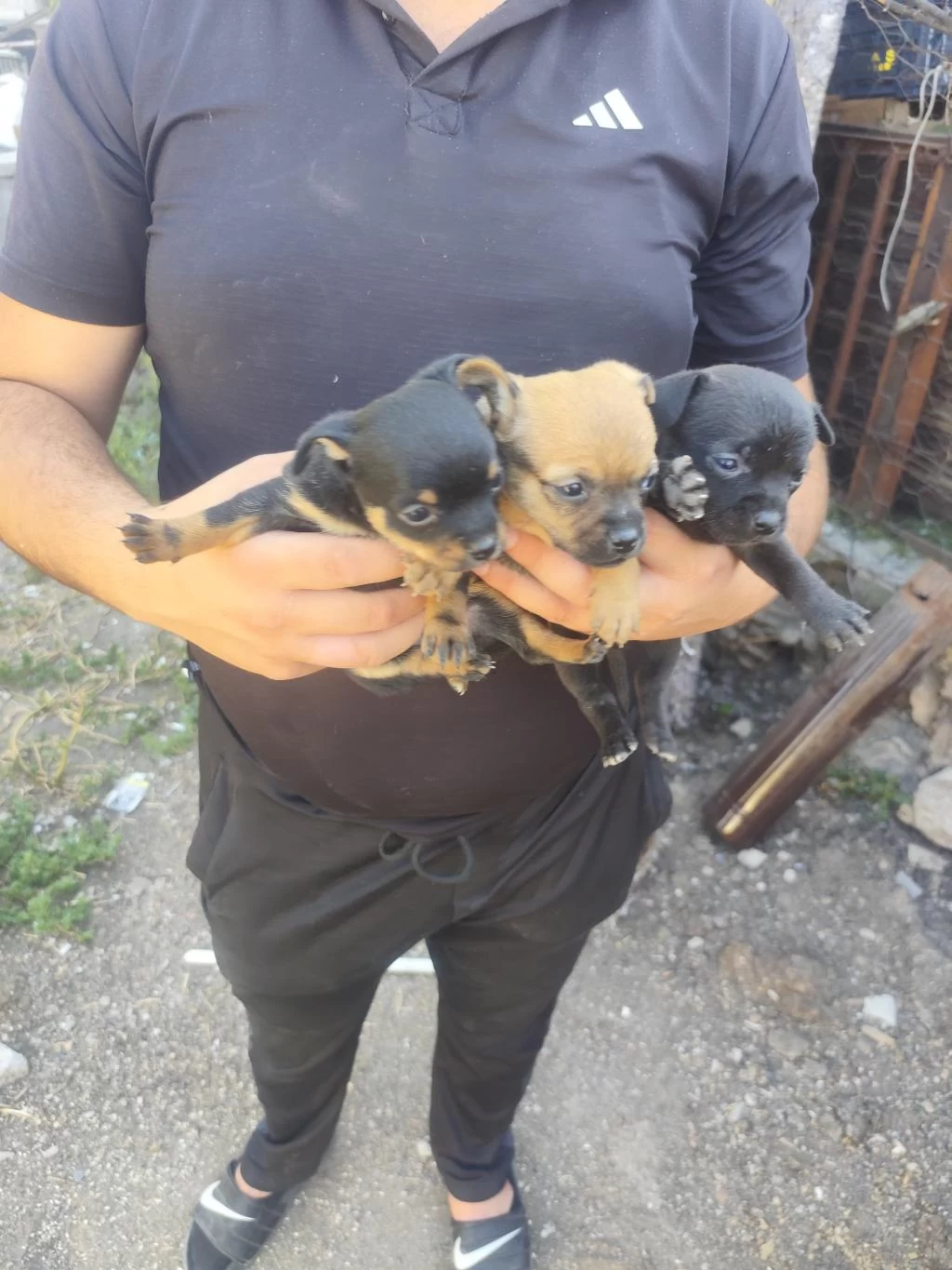 Teslime Pinscher Yavrular