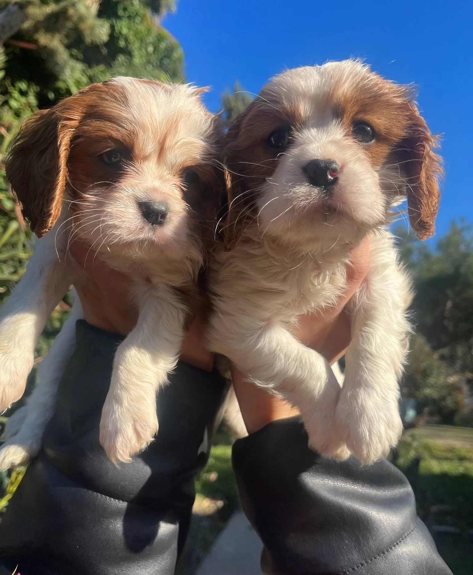 Cavalier King Charles Bebeklerimiz