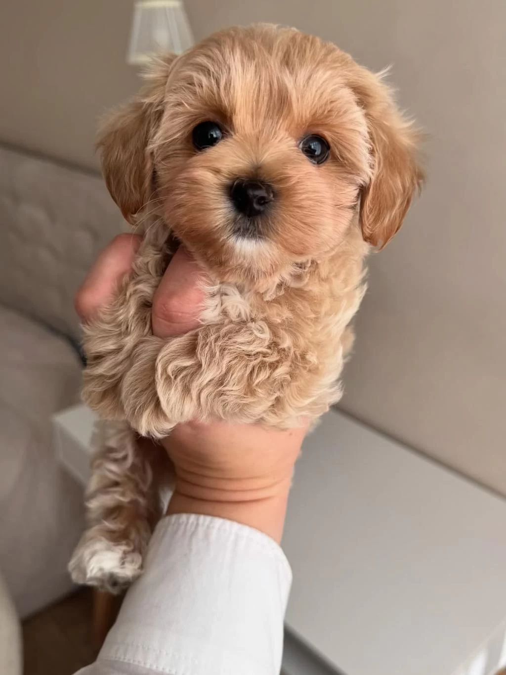 Ciciş Ciciş Maltipoo Bebekler
