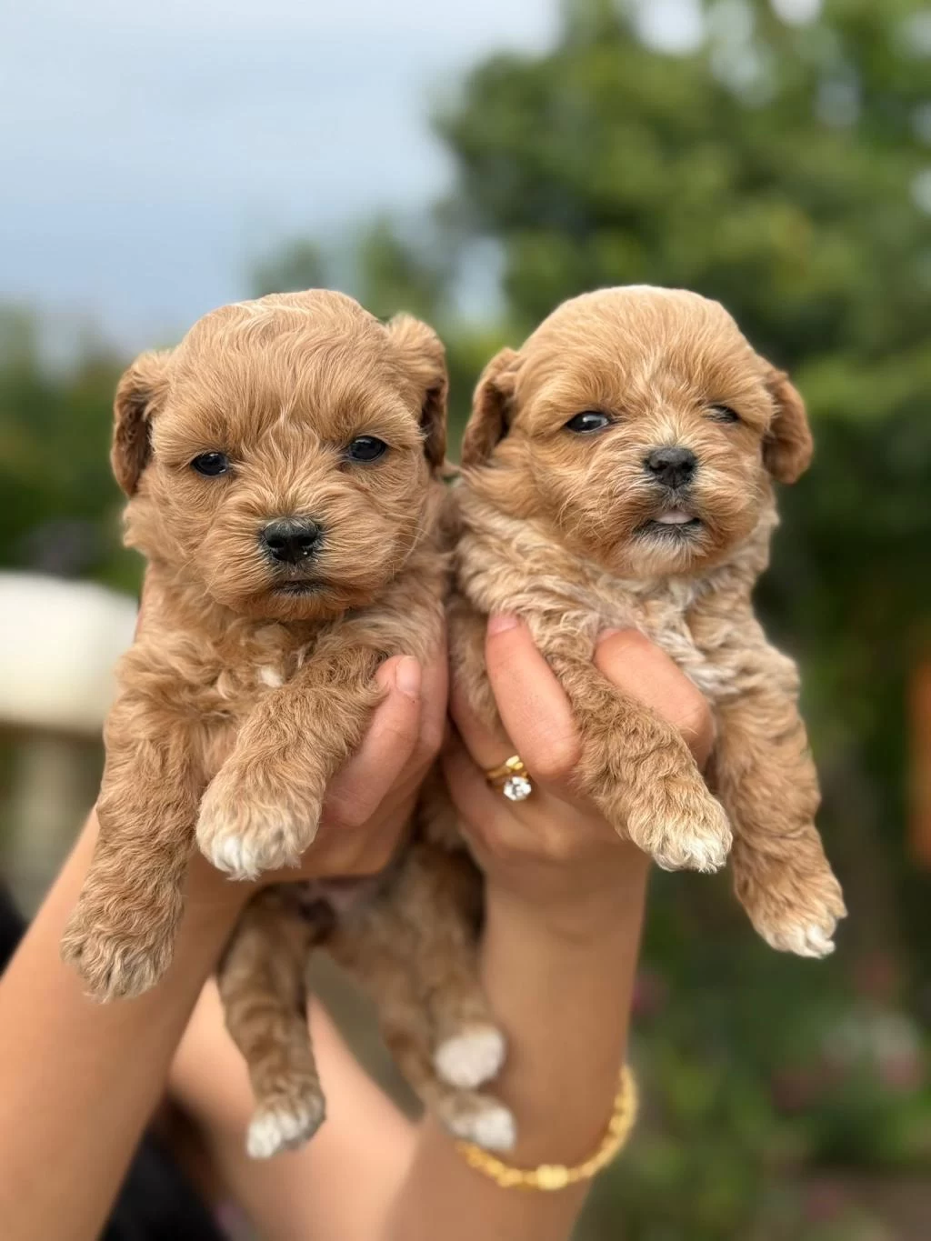 Teacup Maltipoo Bebişlerimiz