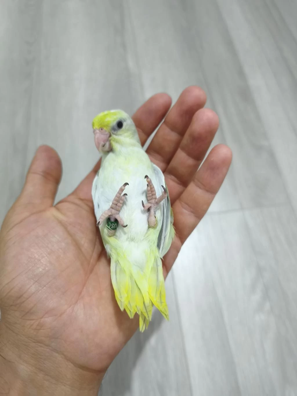 Yavru Forpus Papağanı