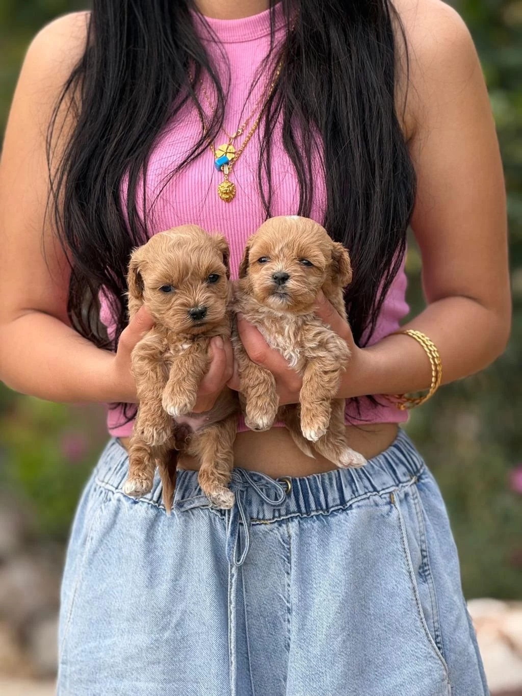 Tatliş Tatliş Maltipoo Bebişler