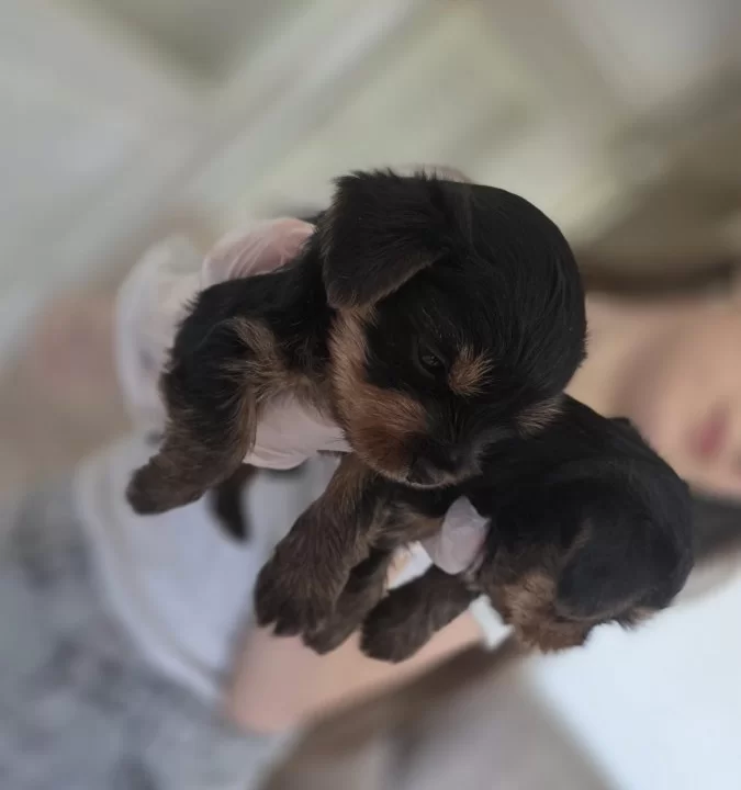 Yorkshire Terrier Minik Ve Sevimli Yavrular Sağlıklı Sos
