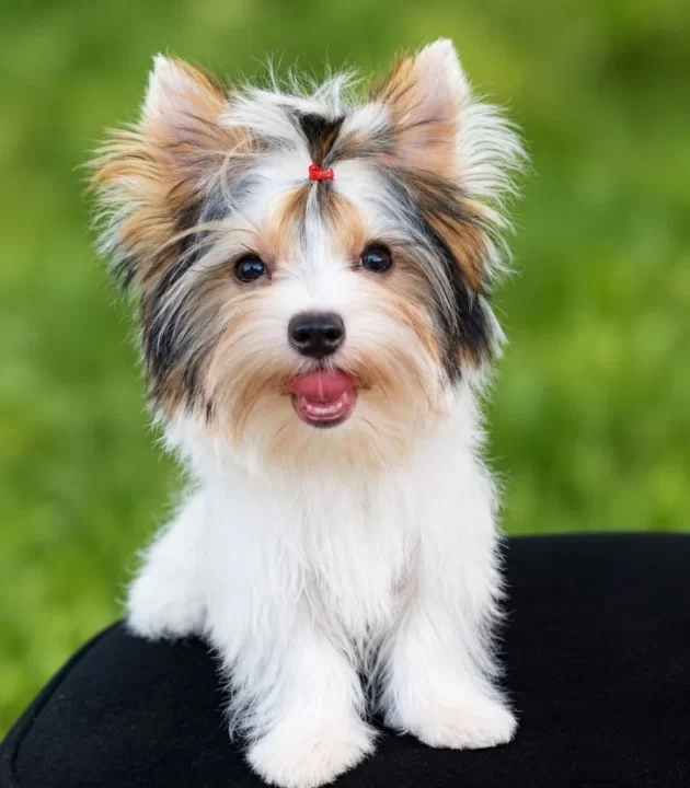 Biwer Yorkshire Terrier