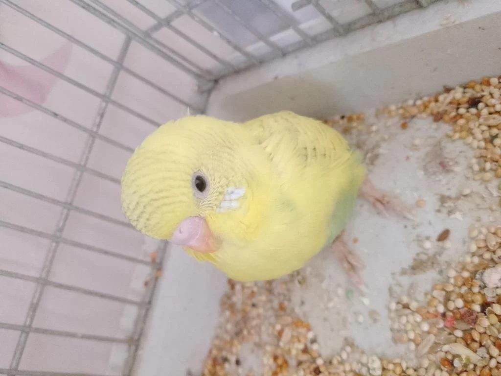 Harika Yavru Muhabbet Kuşu