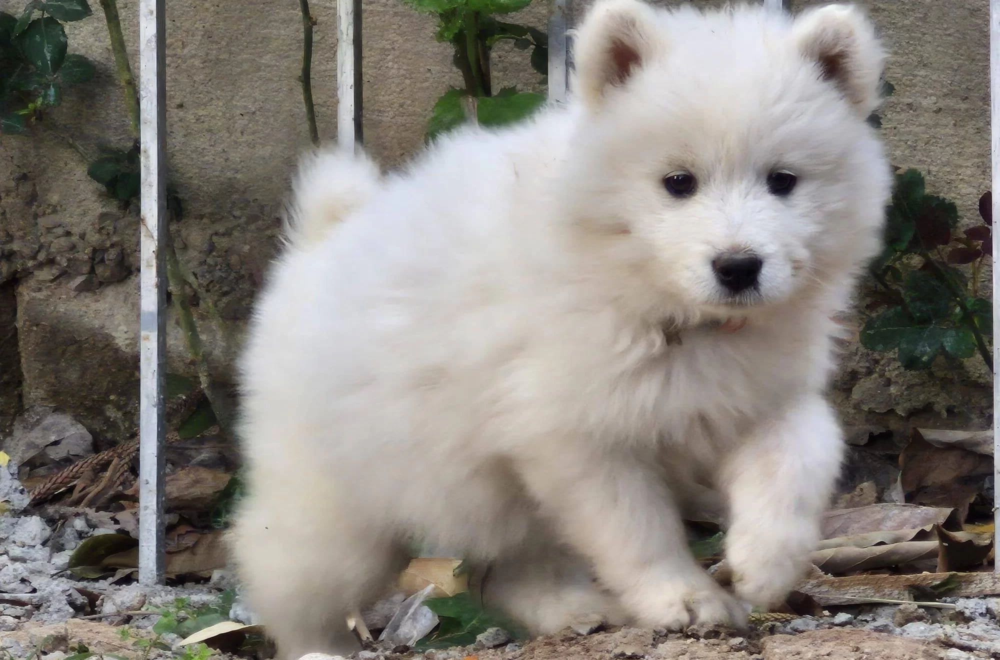 A Kalite Samoyed Yavrular