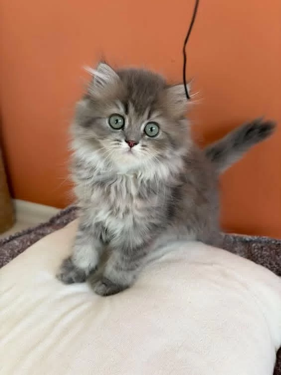 British Longhair Yavrumuz Şecereli Baba