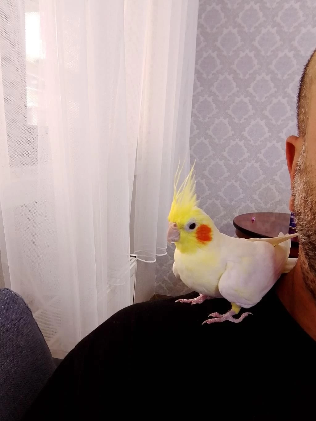 Sağlıklı Sultan Papağanımız