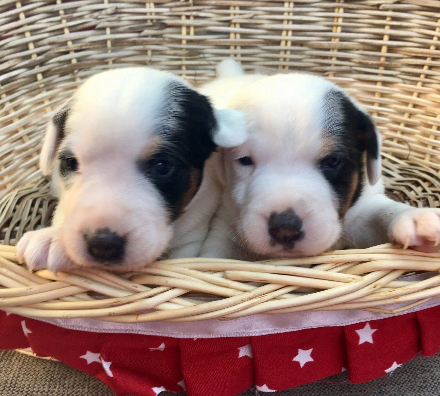 Bodur Bacak Parson Jack Russsel Ab Pasaportlu Yavrular