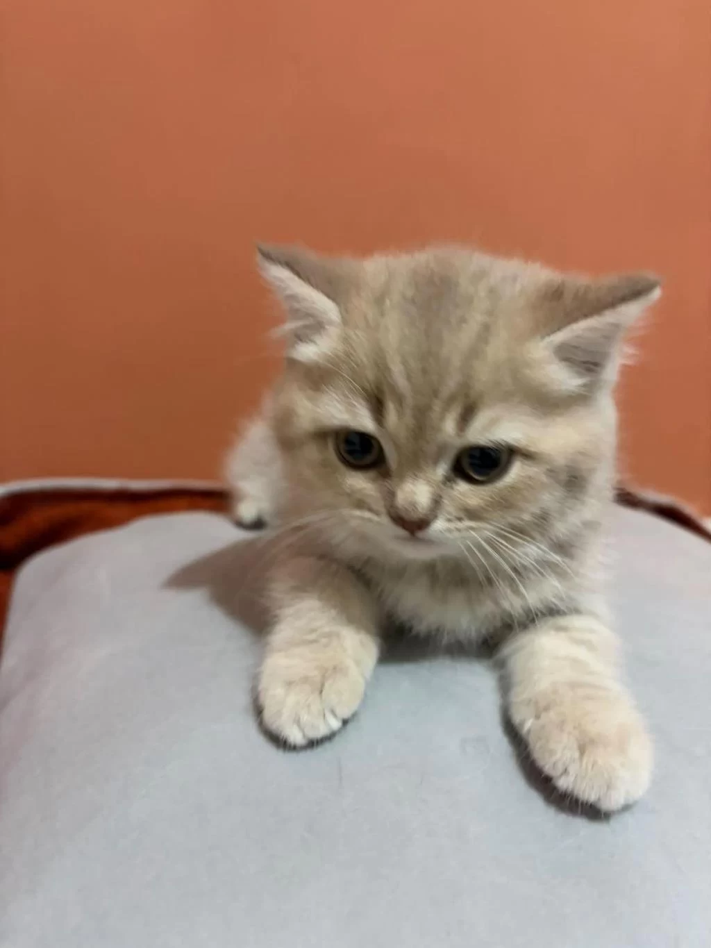 British Shorthair Yavrumuz Şecereli Baba