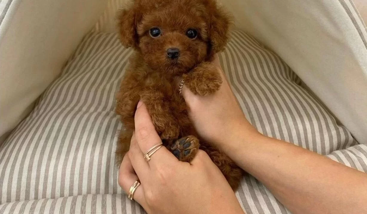 Toy Poodle Kore Kanı Safkan Yavrularımız