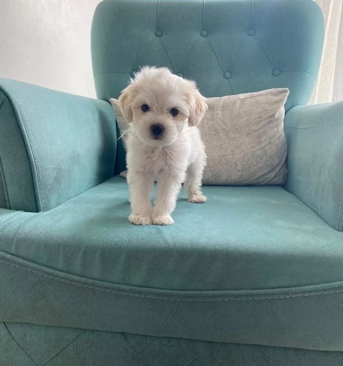 Maltese Terier Bebisler