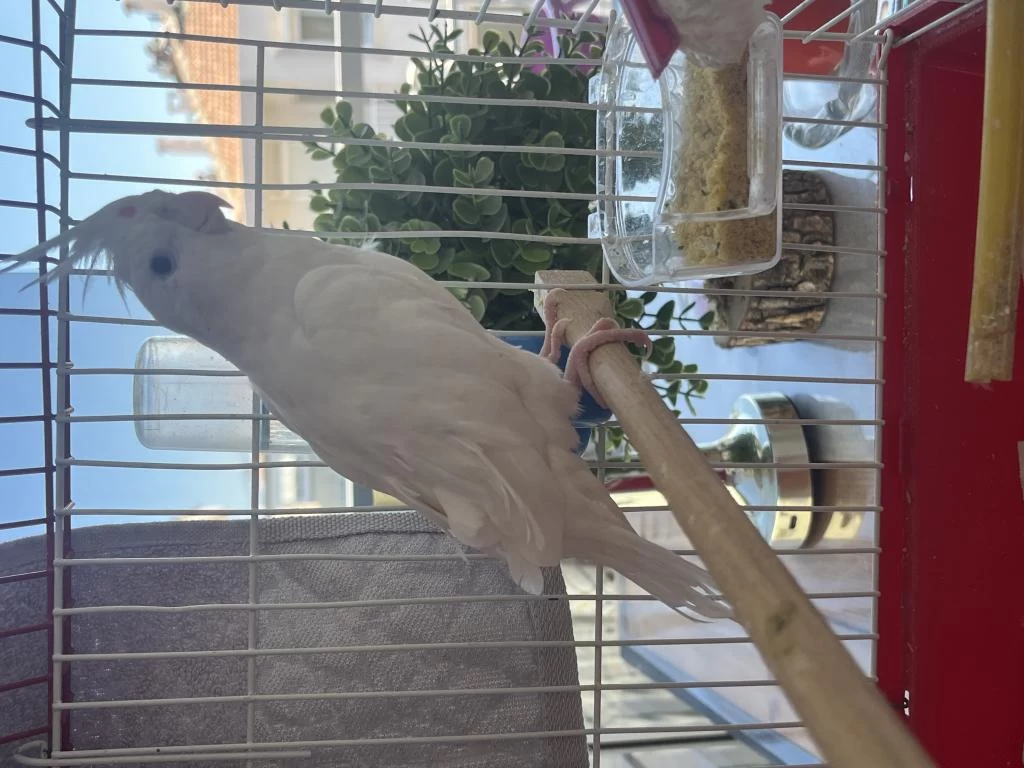 Dişi Albino Sultan Papağanı