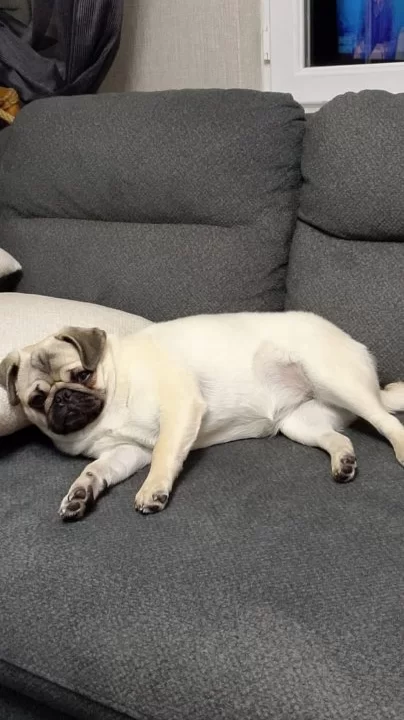 Orjinal Pug Gül Kuyruk