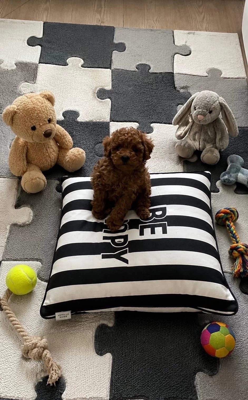Garantili Toy Poodle Ev Üretimi Orjinal
