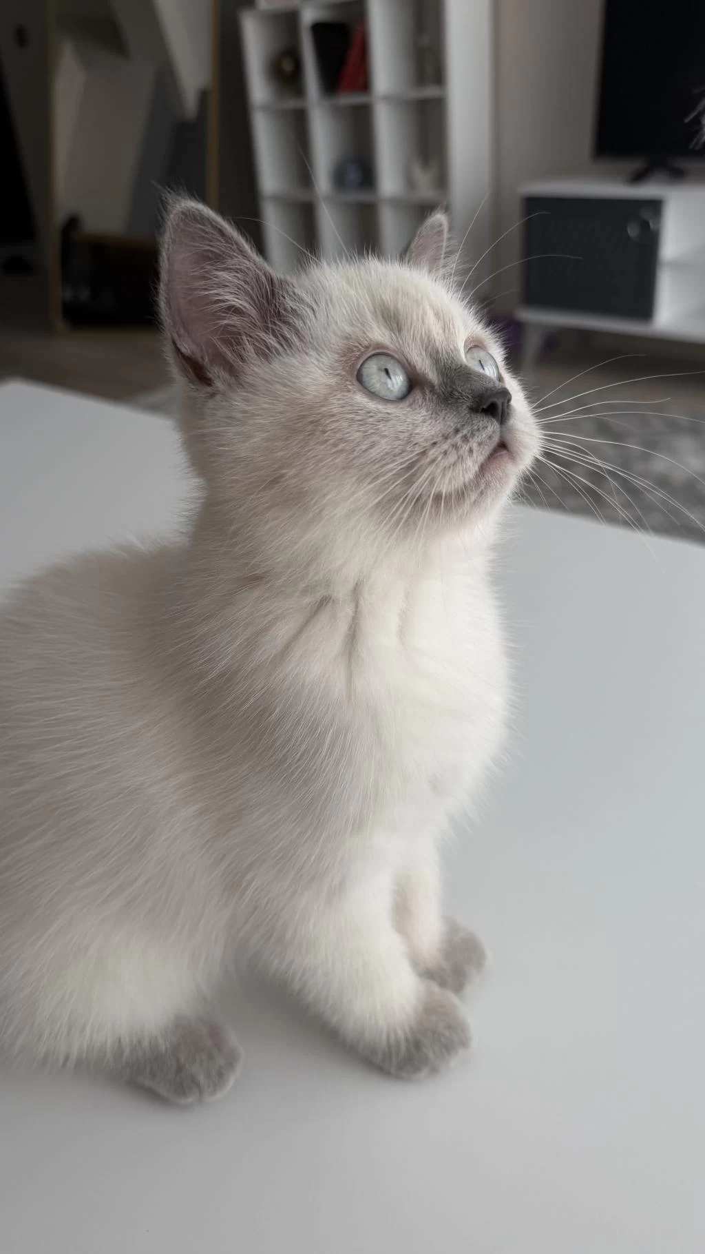 British Shorthair 2,5 Aylık Safkan Yavrumuz