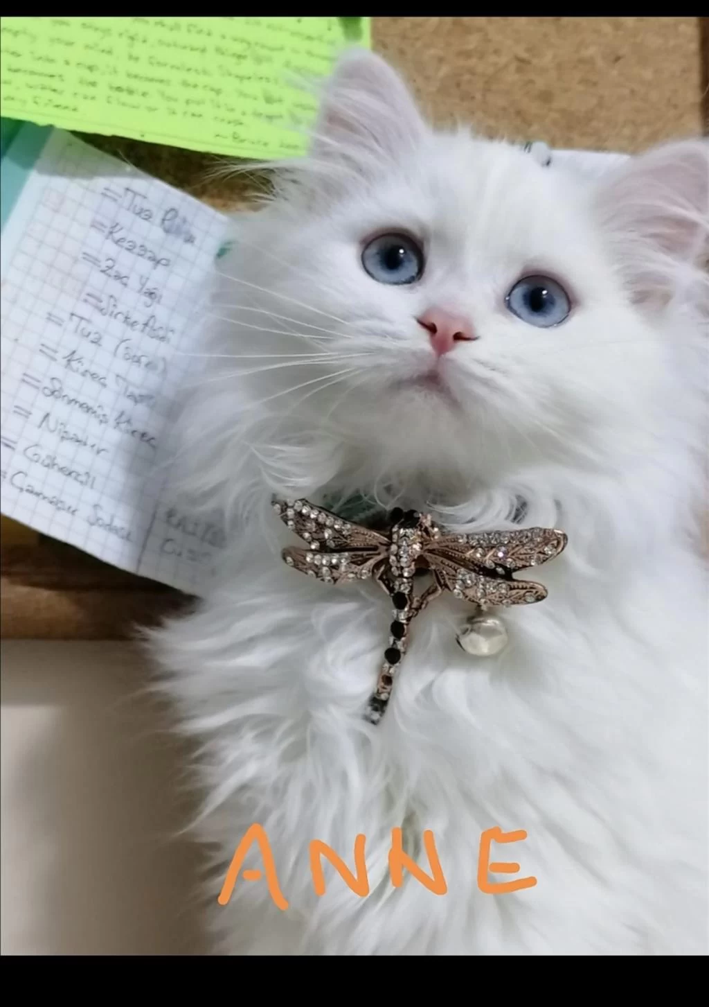 Scottish Fold Ve Straight Longhair Yavrular