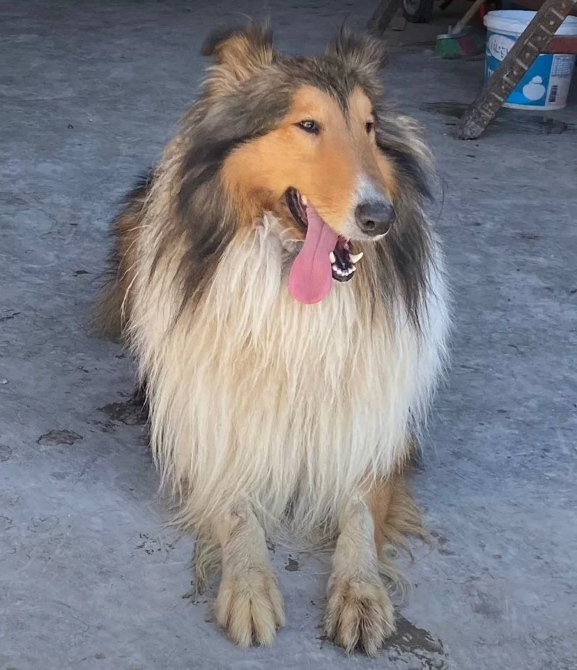 Rough Colli̇e Lassie Irk Ve Sağlık Garantili Yavrularımız