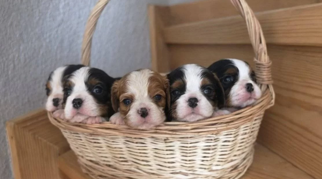 Tricolor Bleinheim Muhteşem Cavalier Bebekler