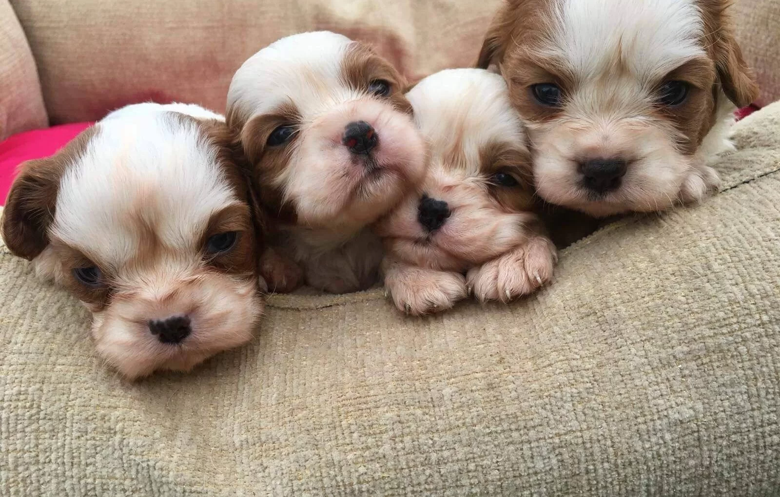 King Charles Cavalier Bebekler