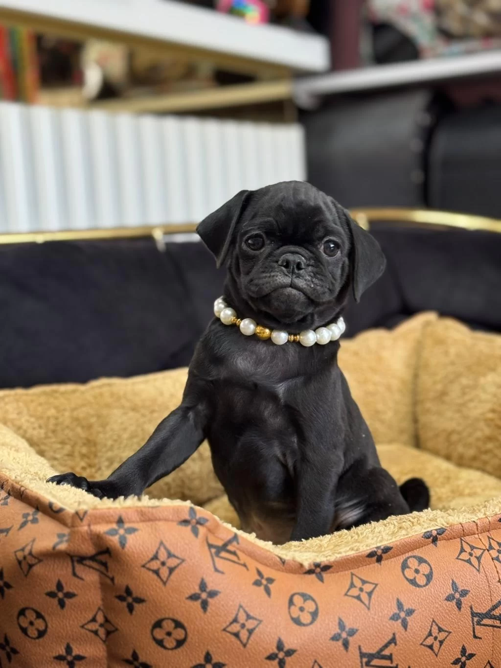 Siyah İnci Pug Yavrularimiz