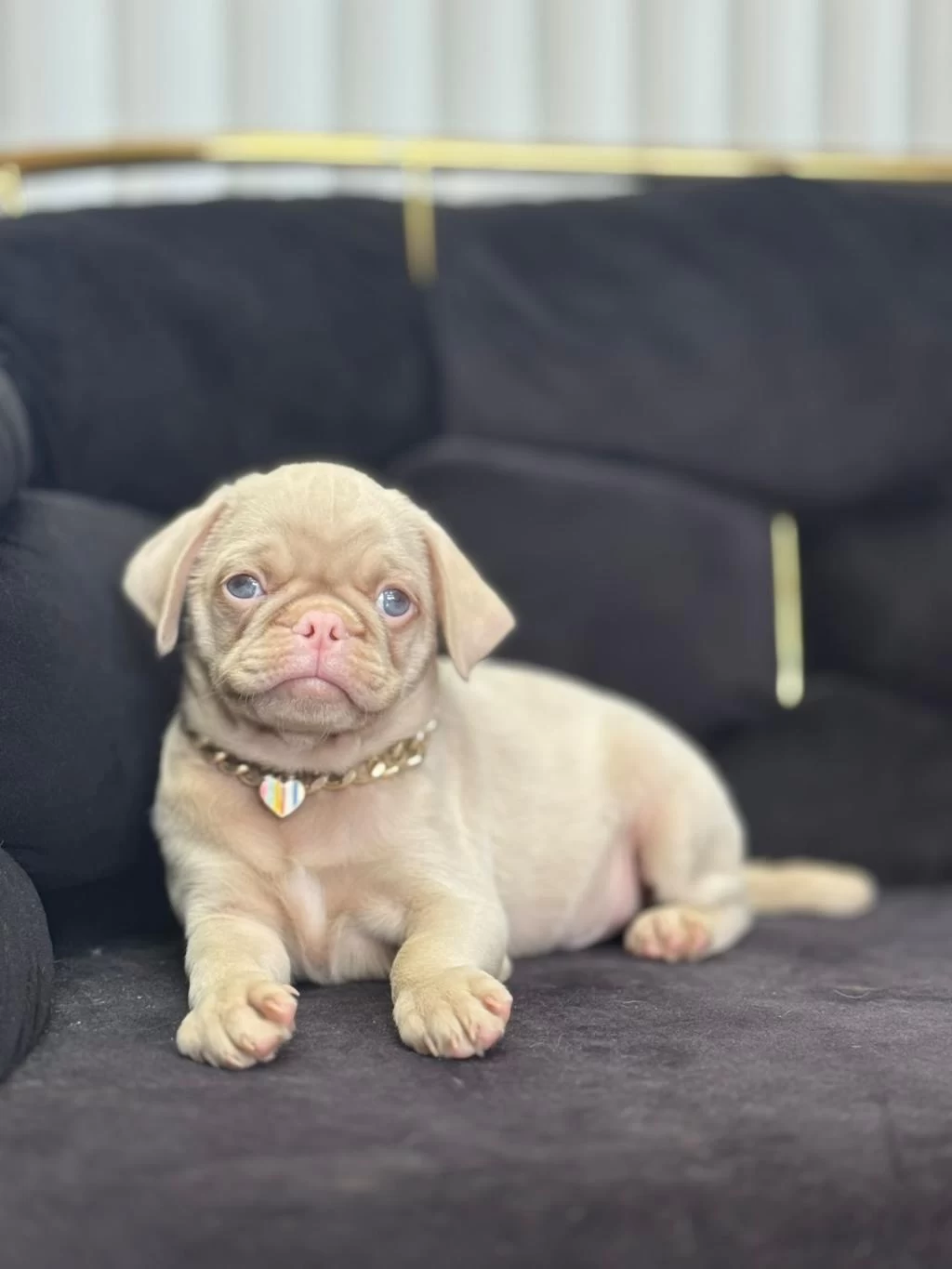 Nadir Bulunan Exzotic Pink Pug Yavrumuz