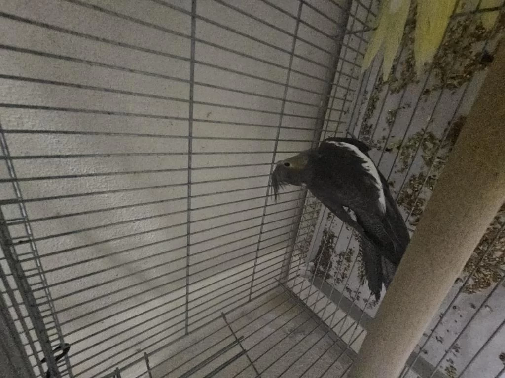 Sultan Papağanı 2 Aylık Sağlıklı