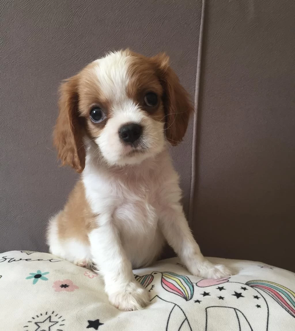 Üst Düzey Cavalier King Charles Bebekler