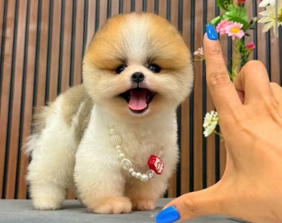 Pomeranian Boo