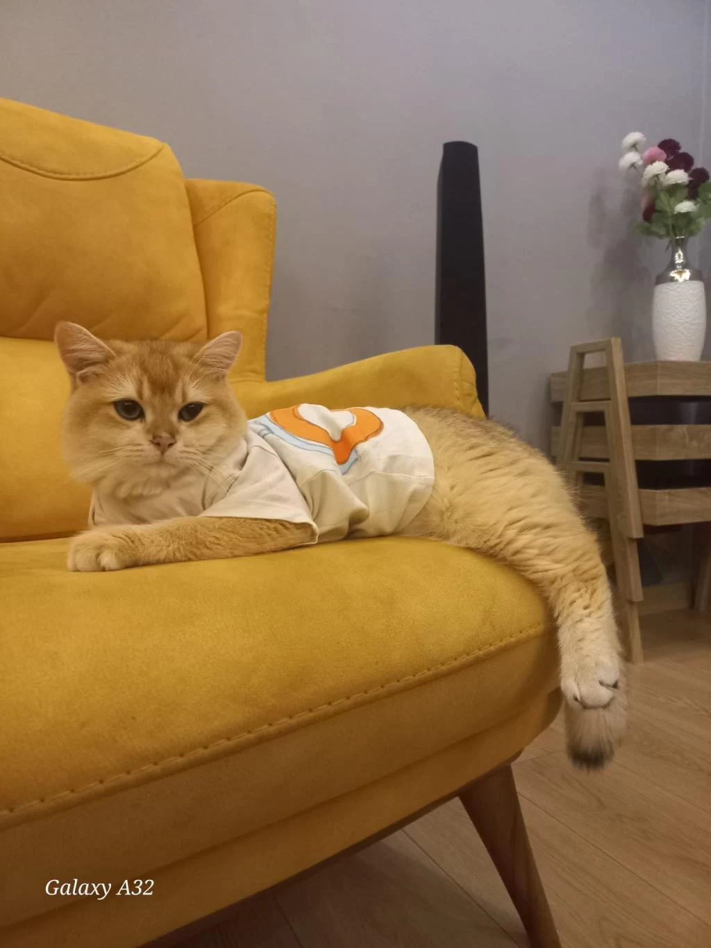 British Shorthair Golden Ny12