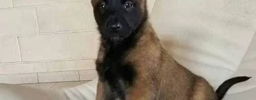 Zeka Küpü Belci̇ka Kurdu Yavrular