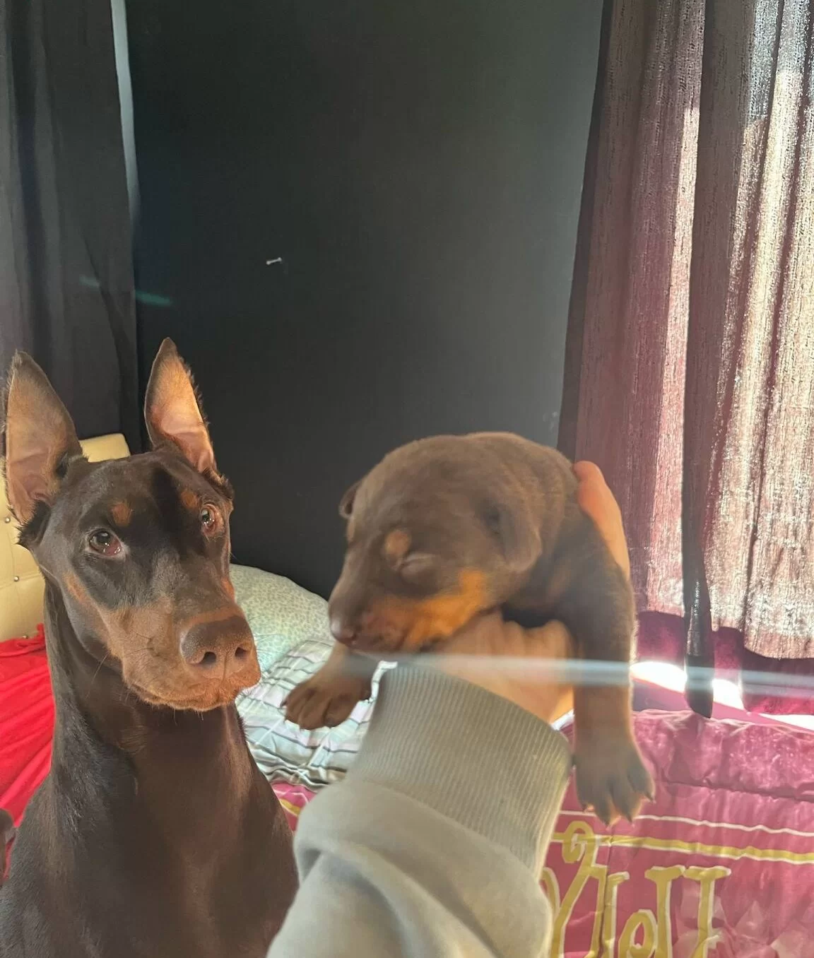 Ki̇ng İri̇ Göğüs Doberman Yavrular