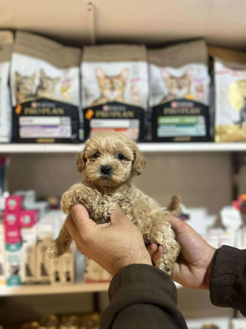 Efsane Güzellikte Hipoalerjenik Teacup Maltipoo