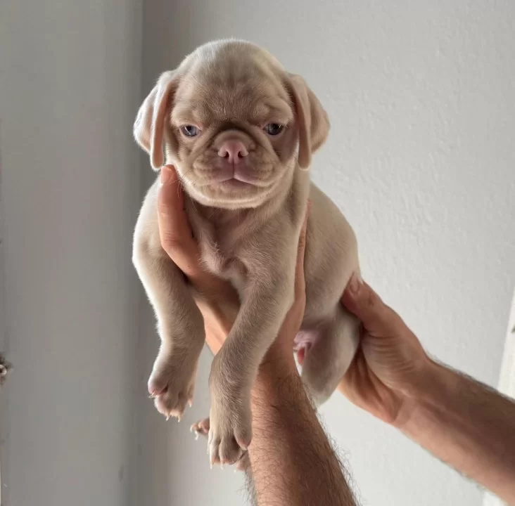Pi Nk Ve Si Yah Pug Yavrulari