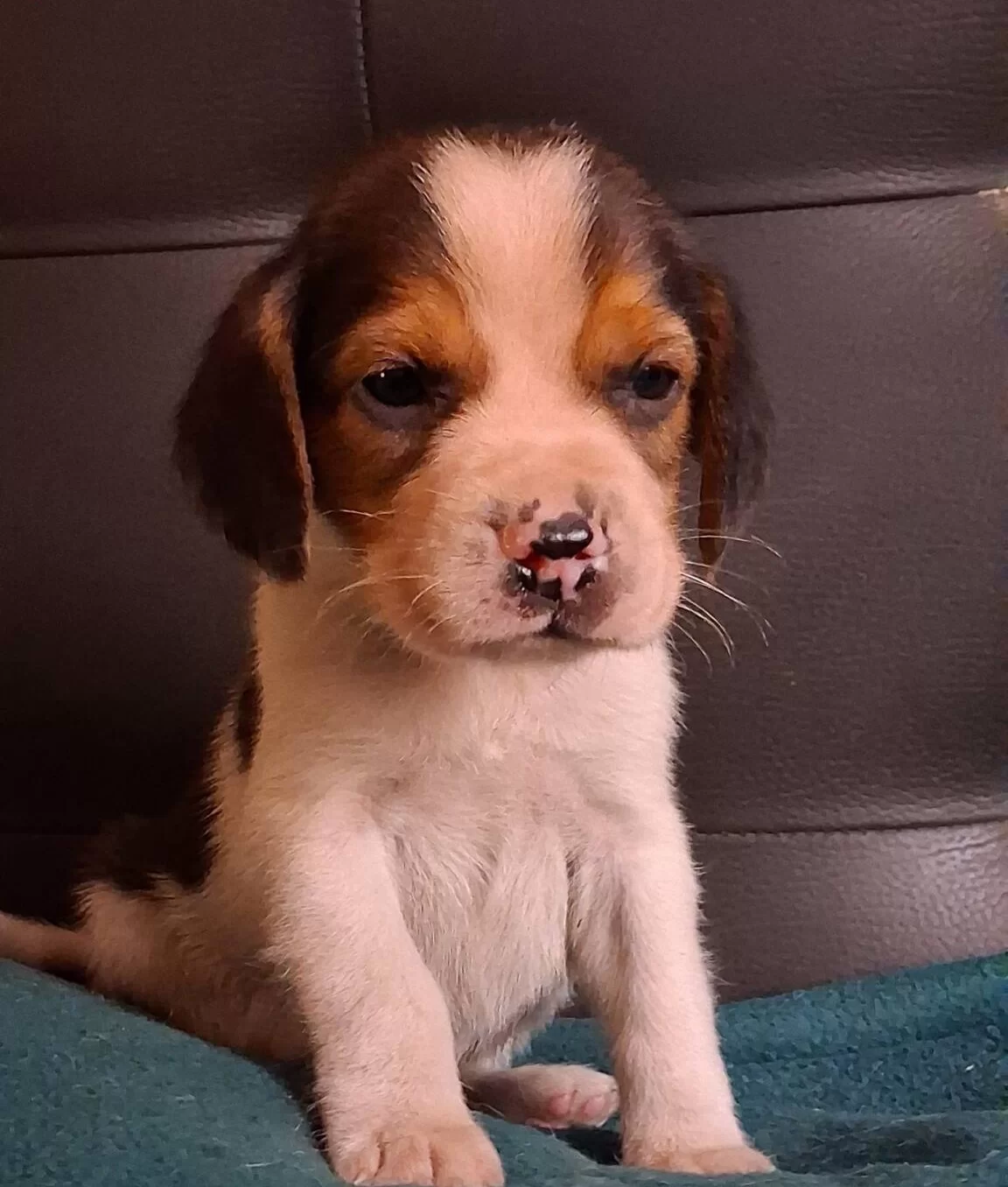 Safkan Irk Garantılı Beagle Yavrularımız