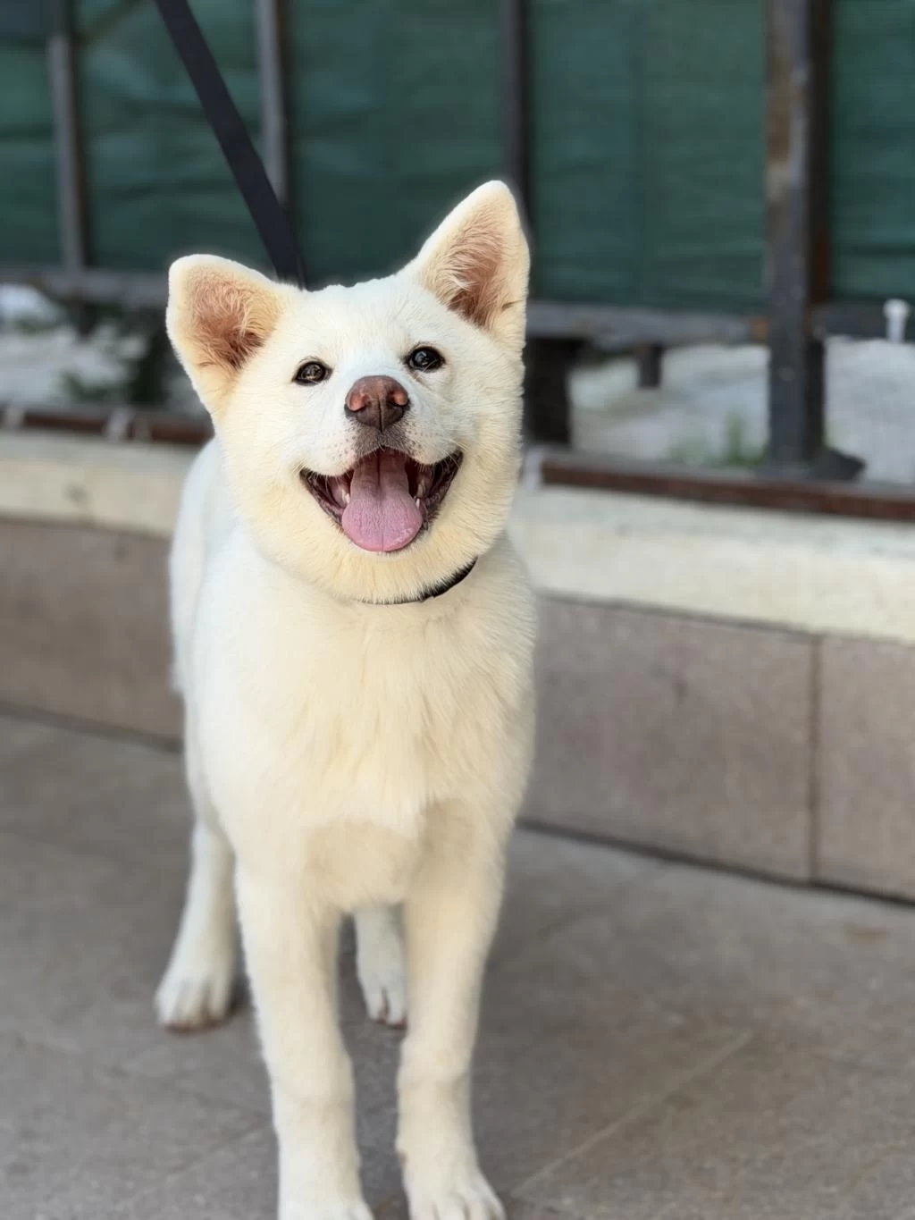 5 Aylık Aşıları Bitmiş Orjinal Japon Akita Yavrumuz