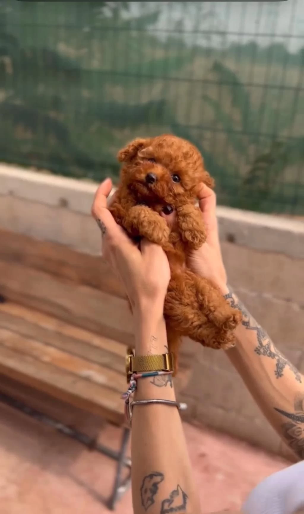 Kore Kan Toy Poodle Yavrularımız