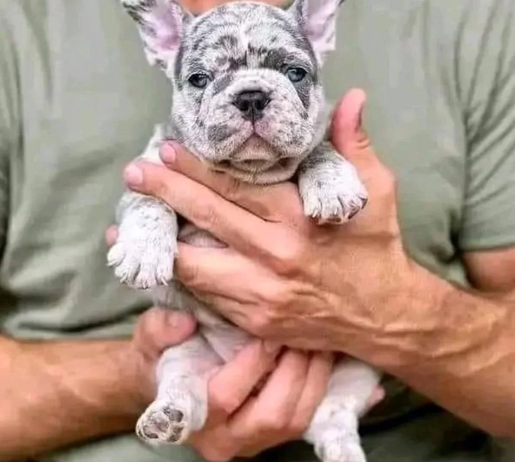 100 Irk Garanti̇li̇ Fransiz Bulldog Yavrulari̇