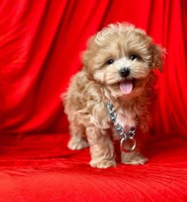 İrk Ve Sağlık Garantili Maltipoo Yavrular