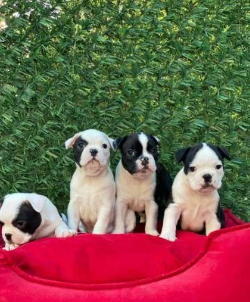 İrk Ve Sağlık Garantili French Bulldog Yavrular