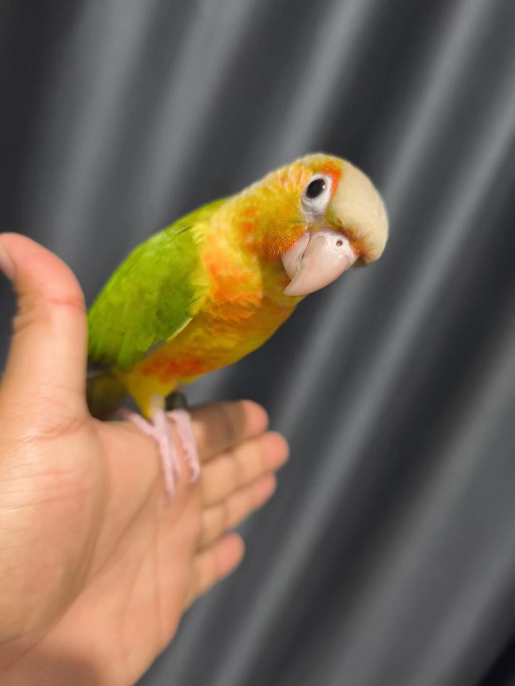 El Besleme Evcil Konur Papağanı