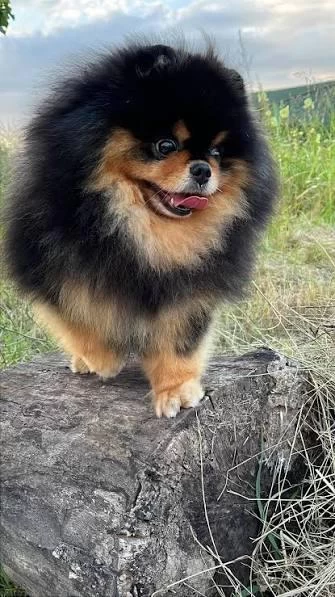 Micro Black Tan Pomeranian