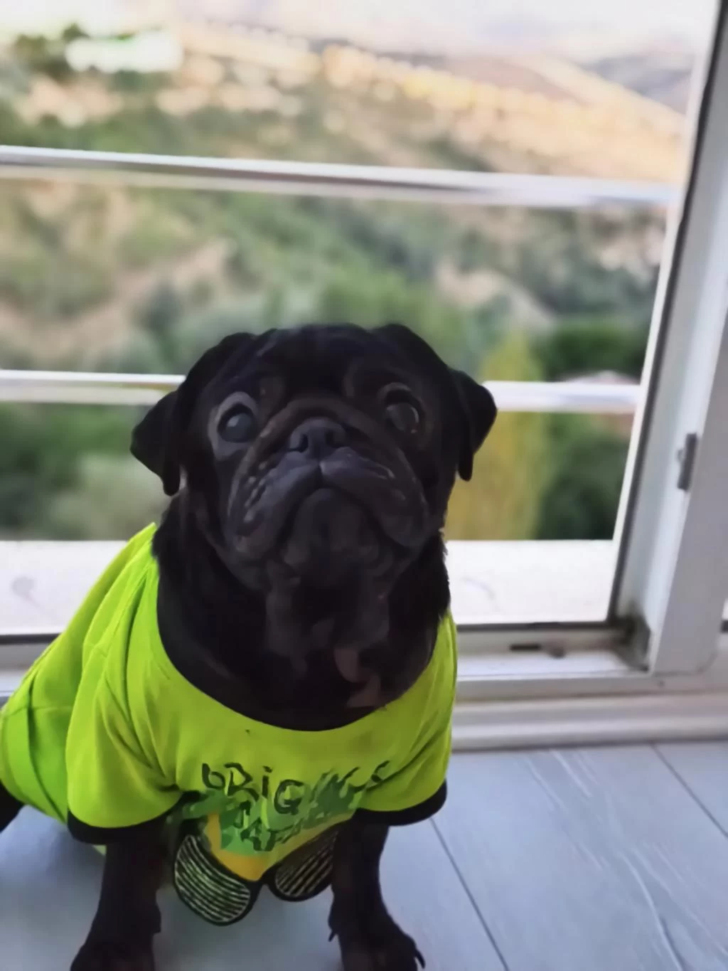 Ücretsiz Sahiplendirilecek Siyah Pug