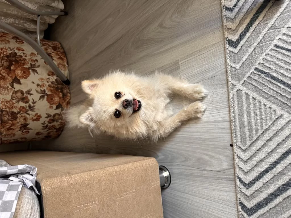 En Uygun Aşılı Güzel Pomeranian