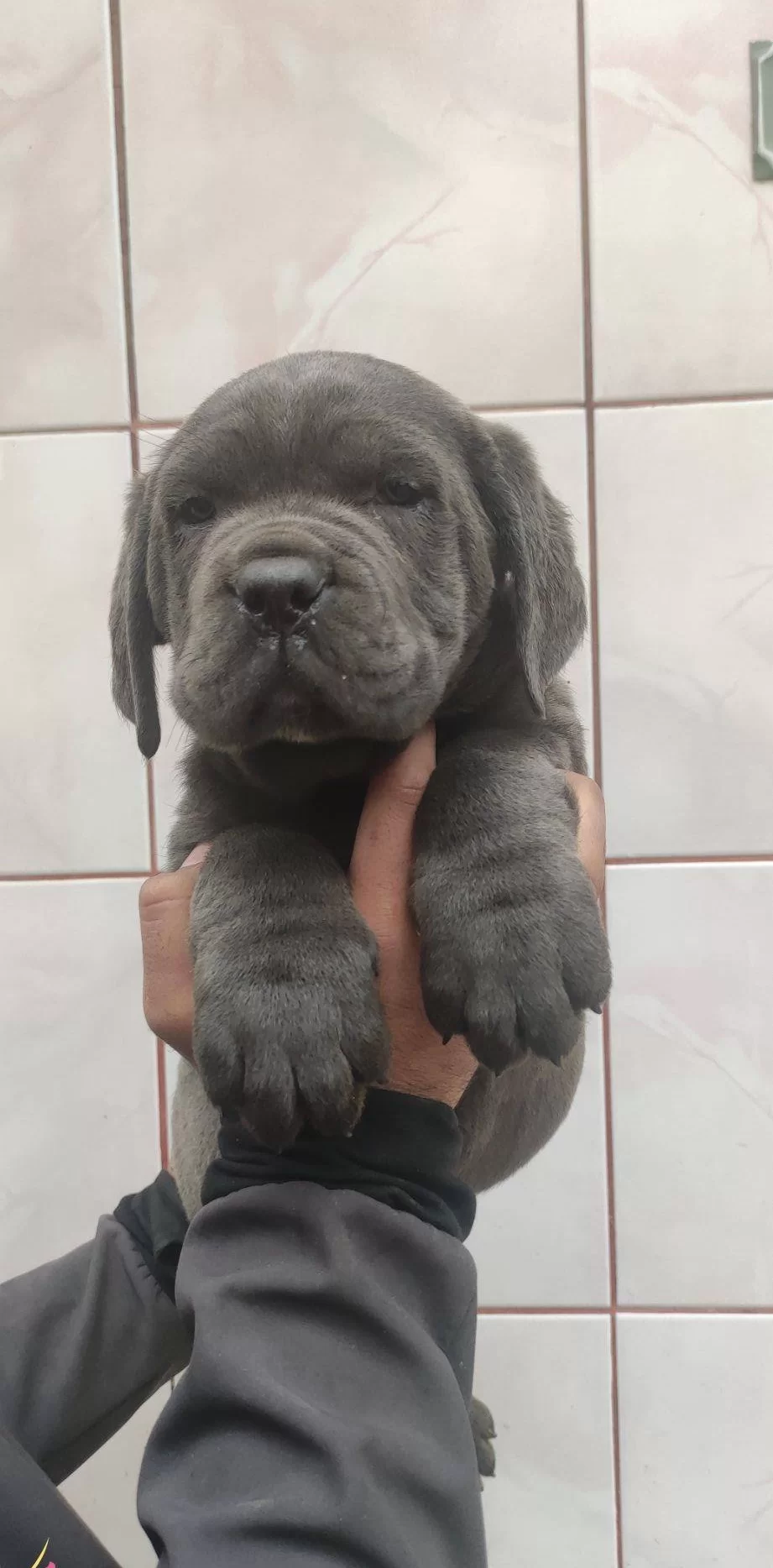 Hari̇ka Anatomi̇ Canecorso Yavrular