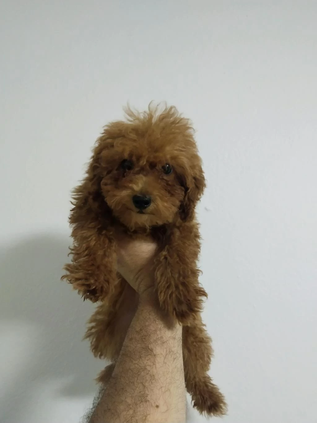 Toy Poodle Köpeğimiz