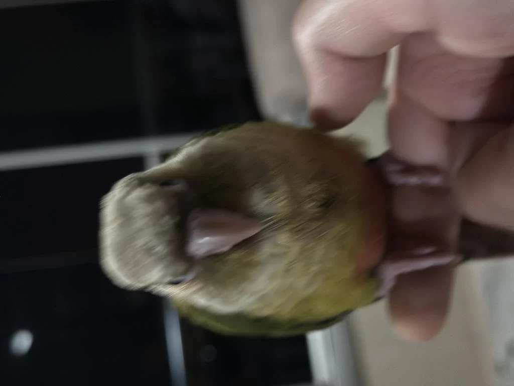 El Besleme Full Evcil 2 Aylık Konur Papağanı