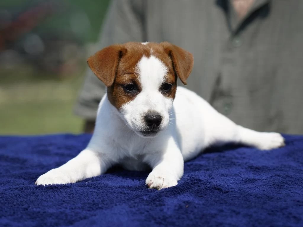 Fci-kif Şecereli Sağlıklı Ve Safkan Kısa Tüylü Köpeğimiz