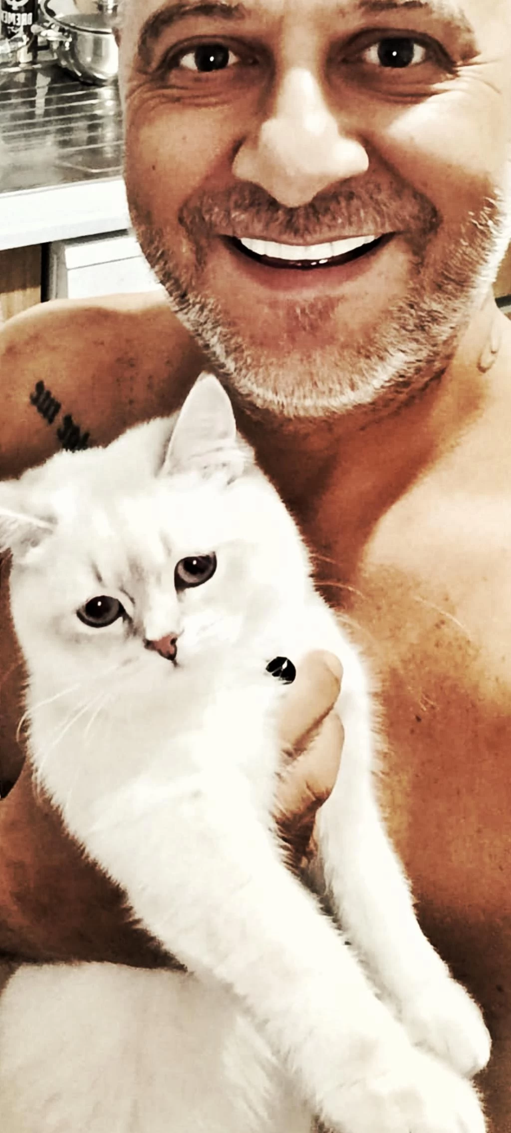 9 Aylık British Shorthair Blue Point